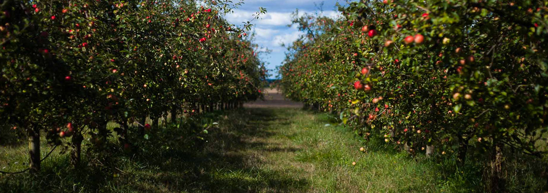 Domaine des Cinq Autels