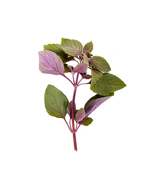 Red basil - Edélices Primeur