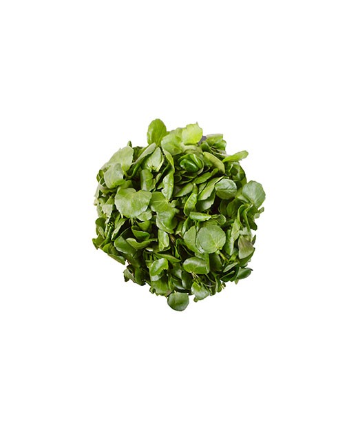 Cress - Edélices Primeur