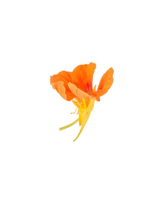 Nasturtium flowers - Edélices Primeur