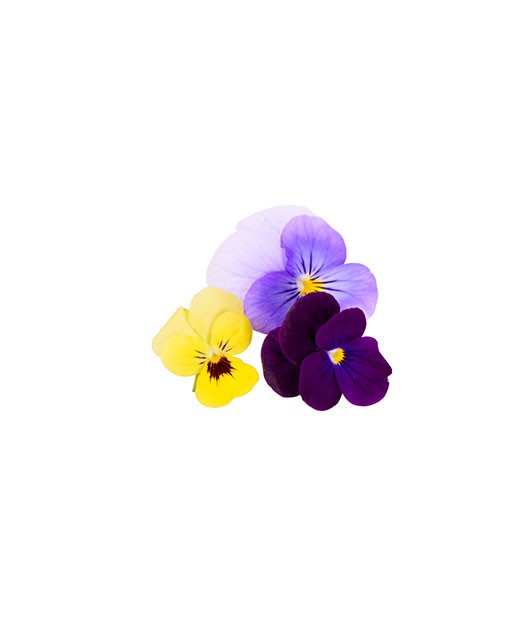 Pansy flowers - Edélices Primeur