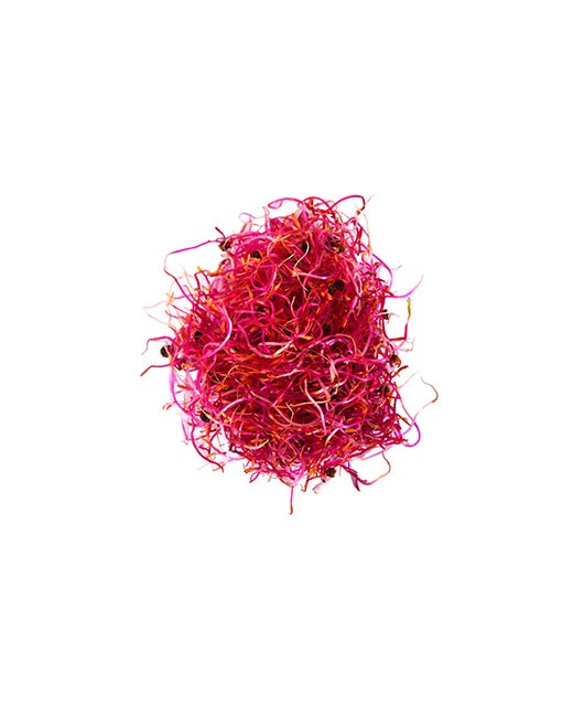 Beet sprouts - Edélices Primeur