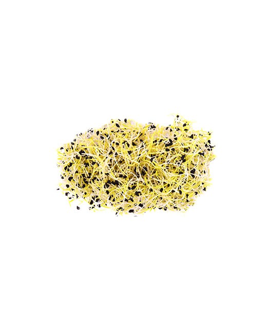 Leek sprouts - Edélices Primeur
