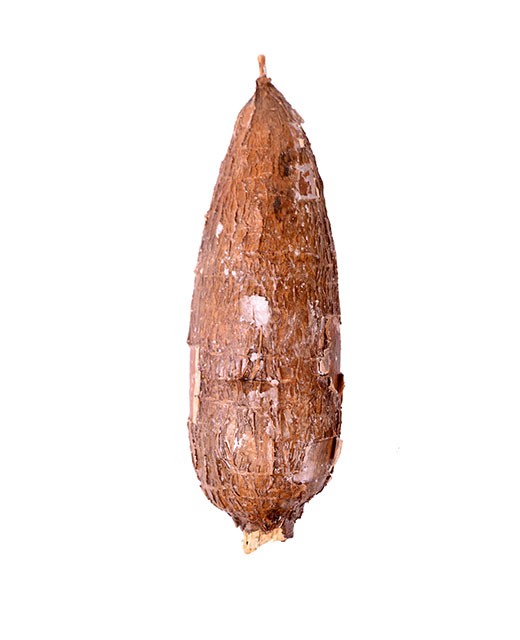 Cassava - Edélices Primeur