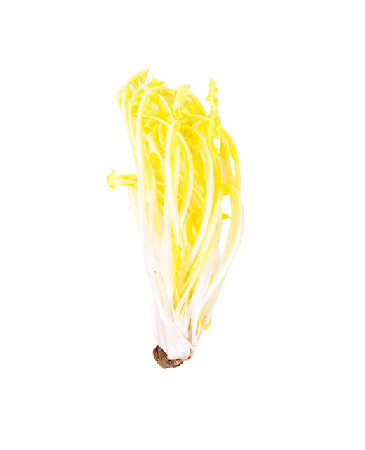 White dandelion - Edélices Primeur