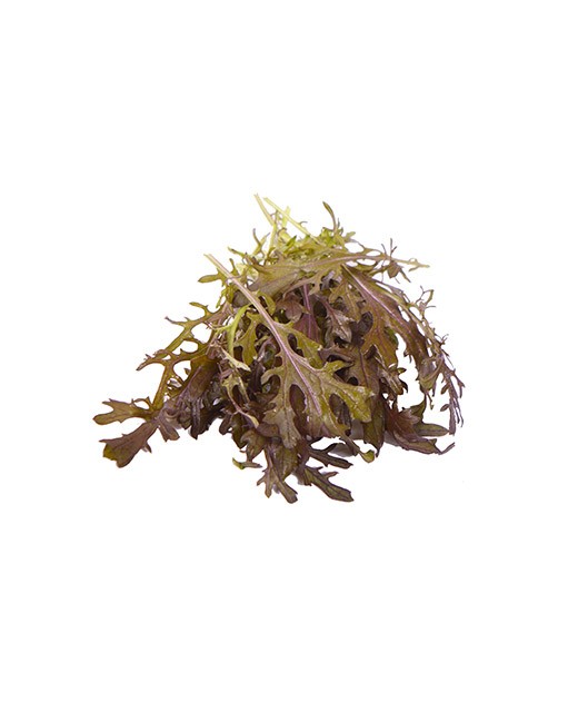 Curly red mustard leaves - Edélices Primeur