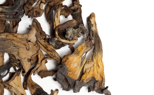 Black Trumpets (dried) - La Maison du Champignon