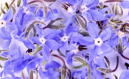 Borage flower - Edélices Primeur