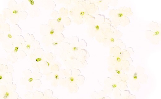 Dried white verbena edible flowers - Neworks