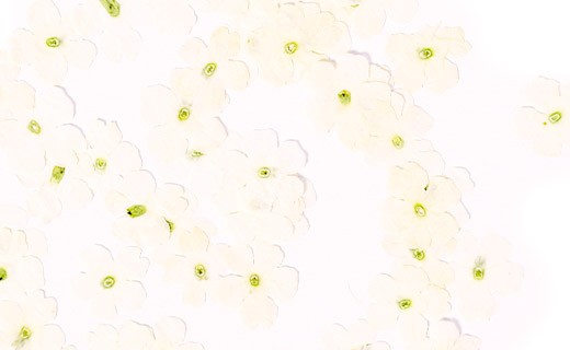 Dried white verbena edible flowers - Neworks