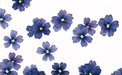 Dried blue verbena edible flowers - Neworks