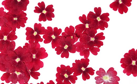 Dried red verbena edible flowers - Neworks