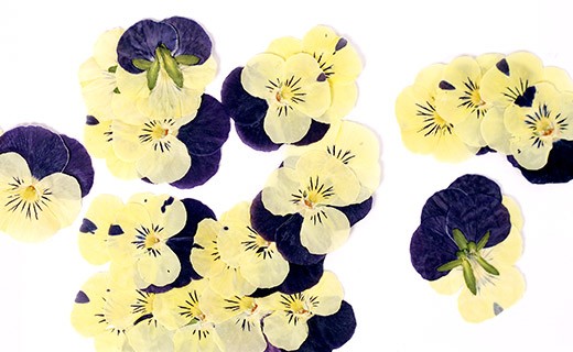 Dried pansy edible flowers - Neworks