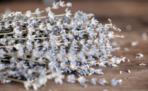 Greek lavender branch - Kalios