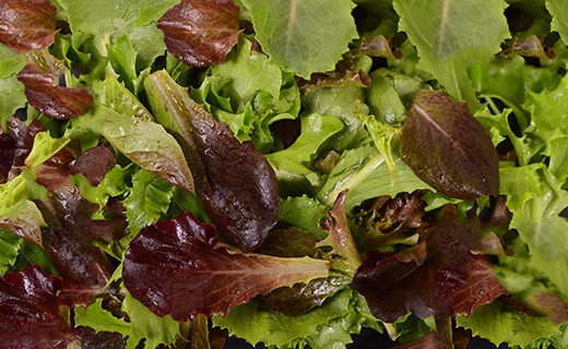 Mesclun shoots - Edélices Primeur