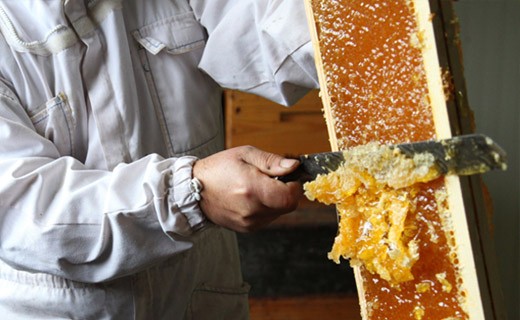 Acacia honey from the Vosges - Hédène