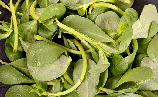Purslane - Edélices Primeur
