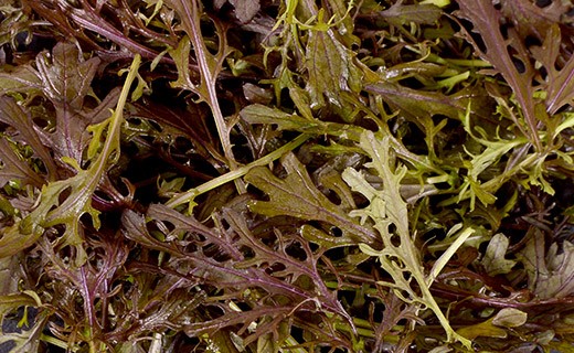 Curly red mustard leaves - Edélices Primeur