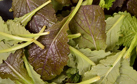 Mustard  leaves - Edélices Primeur