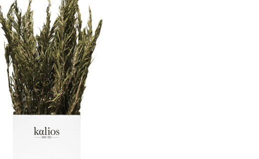 Greek rosemary branch - Kalios