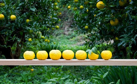 Fresh Yuzu from Kito - Bando Foods